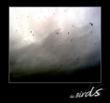 Птицы / снимок из моего окна