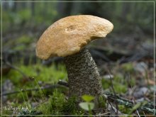 Подосиновик / Каких только грибов в лесу не встретишь!!!