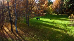 Лошадь . Осень. / Лошади - ангелы...
Четыре копыта, подковы несущие,
Мягкие губы, сахар берущие...
Глаза лошадиные в душу заглянут,
От глаз лошадиных печали увянут.
