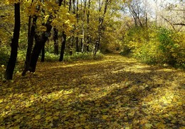 Устроила осень в саду листопад.... / Лес пахнет дубом и сосной,
За лето высох он от солнца,
И Осень тихою вдовой
Вступает в пестрый терем свой...
/Иван Бунин /