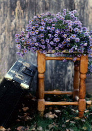 С чемоданом и осенними цветами / ............