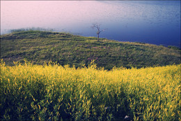 Сухое дерево и желтые цветы на берегу озера в Торопце летом 2010 / Сухое дерево и желтые цветы на берегу озера в Торопце летом 2010