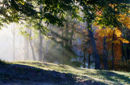 В осеннем свете..... / Осиновая Роща. Октябрь