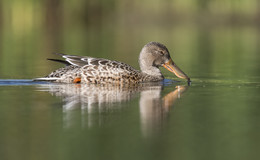 Northern shoveler / Широконоска (лат. Anas clypeata)
Птица относится к семейству утиные. 
Очень хорошо держится на воде, зафиксированы случаи максимального погружения в воду до 12-и метров!
Благодаря строению, размеру, ширине своего клюва, птица может фильтровать пищу, очень качественно отделить пищу от воды. 
Утка плывет в воде, а клюв загружен в воду на половину, таким образом, пища оседает в боковых полостях рта. В рацион широконоски входит такая пища как - дафний, циклопы, личинки комаров, млекопитающих мелких, ручейников. 
Птица очень удачно пользуется своим совершенным клювом, благодаря которому прием пищи у нее сокращается в разы.
Интересный факт: Широконоску практически невозможно встретить в быстрых реках, птица избегает их.