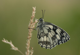Галатея / Пестроглазка галатея,бабочка