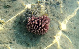 Элементарная не физика / Кораллы под водой