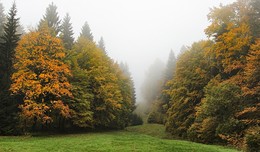 Про осень туманную / Праздничный осенний наряд опушки леса