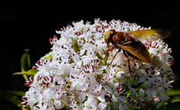 Пчела на цветке / пчела, цветок, лето, природа