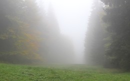 Туман крепчает.. / В осеннем лесу