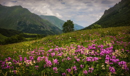 Вспоминая лето / Цветущий горный склон
Зап. Кавказ