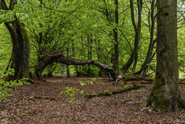 &nbsp; / Das Foto entstand im Urwald des Reinhardswaldes in Nordhessen.