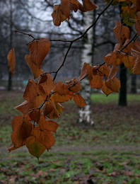 Краски поздней осени... / Природа московских парков...
