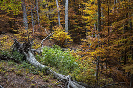 Осень в лесу / на Демерджи
