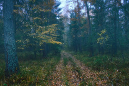 Лес, дорога, осень... / ***