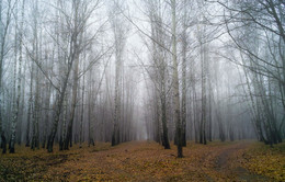 Ноябрьский туман / Прогулка в парке в ноябре