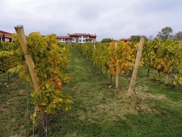 Осень / Комплекс винного и спа туризма Старосел в Болгарии