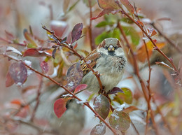 Когда кончается осень / ***