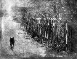 Дорогу осилит идущий... / Бездомный пес среди зимы...
В круговороте игл колючих
Быть может думает как мы,
Что путь осилит лишь идущий...