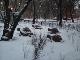 Дорогу осилит ползущий!)) / Стадо черепах в одном из московских двориков.))
