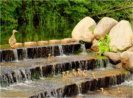 Дорогу осилит идущий / в итоге - все утята добрались к маме-утке )