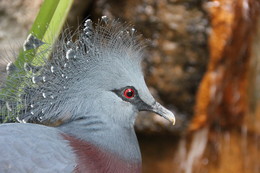 Венценосный голубь. / Нью-Йорк