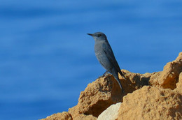 Синий каменный дрозд / Кипр
