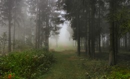 Туманное утро в лесу / Осеннее утро
