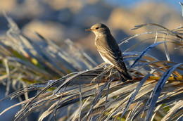 Мухоловка / Кипр