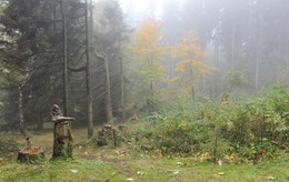 По лесным тропинкам / Утренний туман в лесу