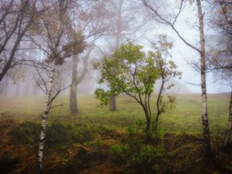 &nbsp; / осенний туман (Болгария, гора Стара-планина)