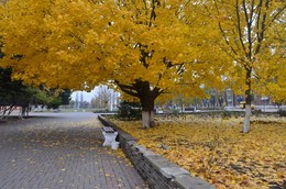 Клён / осенний клён в сквере