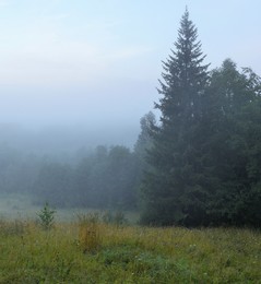 Утро у лесной опушки ... / Туманное утро ...