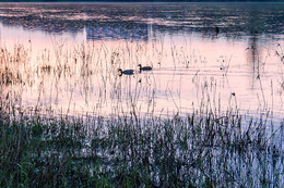 в закатный час / вечерняя прогулка