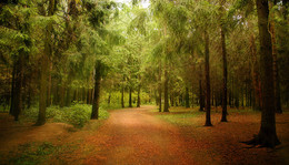 Пройдусь по дорожке... / в летнем парке