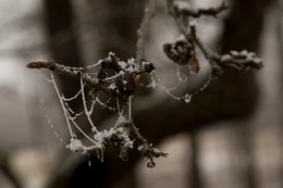 Подвески новые зимы / Заиндевели паутинки на ветвях старой яблони...