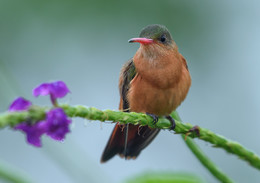 Cinnamon hummingbird / Средняя частота пульса колибри составляет более 1200 ударов в минуту.