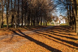 Без названия. / Деревья, листва, тени и прочее ,прочее ...