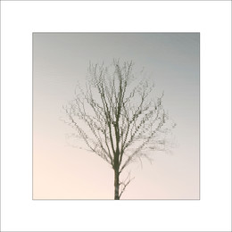 &nbsp; / отралжениедеревавводе