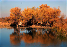 Отражения / Осенний пейзаж у озера