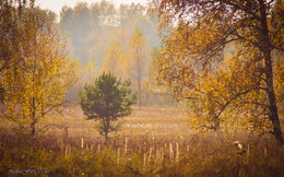 Осень золотая / Алтайский край