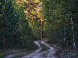 Лесная / Пейзаж Беларуси