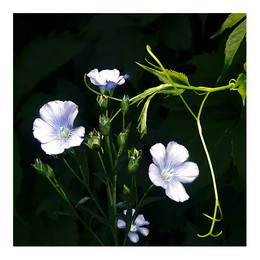 Про любовь / Про любовь