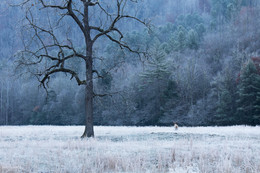 Морозное утро в долине / Долина в Аппалачах. Рано утром в ней пасутся олени.