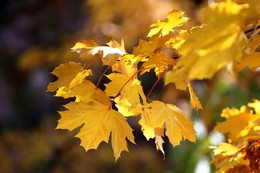 Осенние листья / Желтые листья клена, снятые крупным планом осенью в Центральном парке в Нью-Йорке.