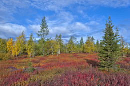 Осень в лесотундре. / Разнообразные, с множеством оттенков, краски лесотундры.