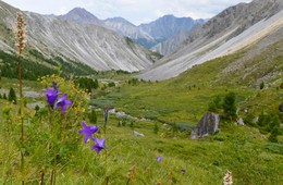 Шумак... / Шумакские гольцы великолепны. А какие там цветы... Целые альпийские луга... Тишина и спокойствие дикой природы. Никакой цивилизации...