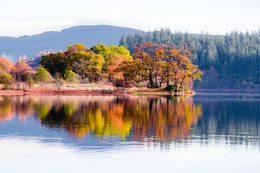 &nbsp; / Trees and reflection in lake