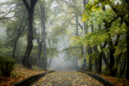 В парке туманном.... / Железноводск. Октябрь