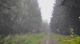 В туман и дождь идем / Прогулки по лесу