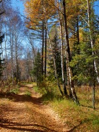 осень / осень в лесу